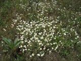 Anthemis ruthenica