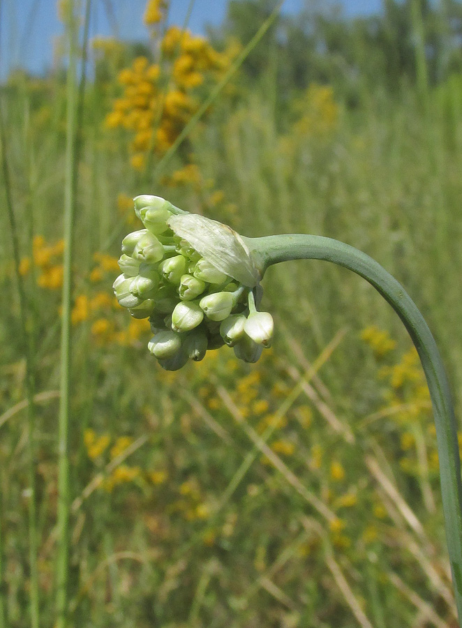 Image of Allium nutans specimen.