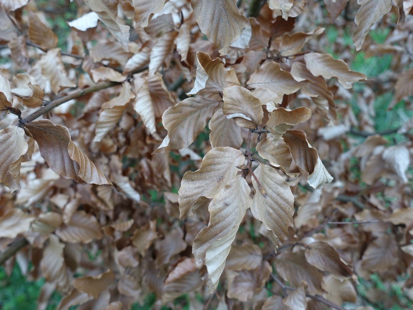 Image of Fagus sylvatica specimen.