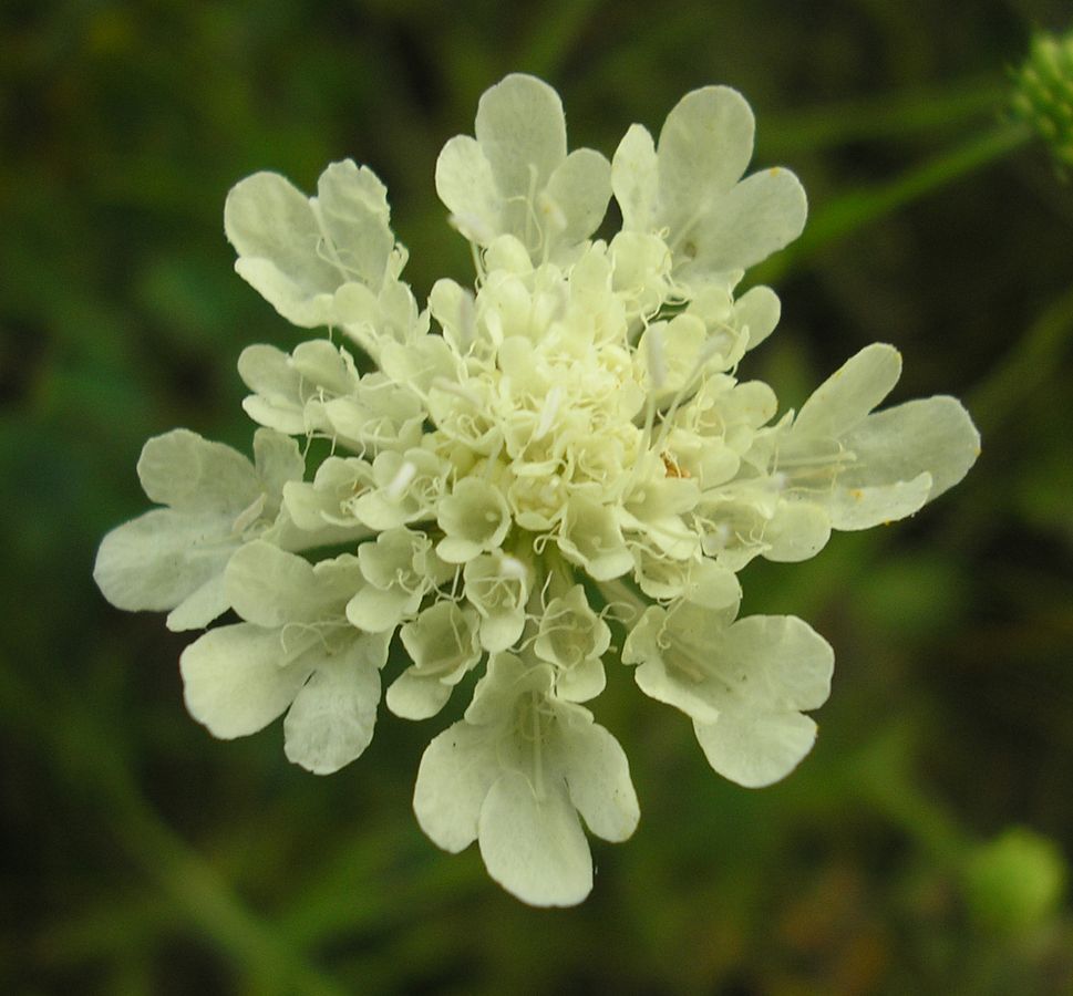 Изображение особи Scabiosa ochroleuca.