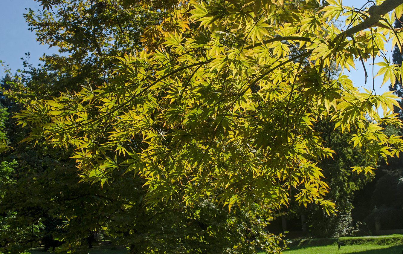 Image of genus Acer specimen.