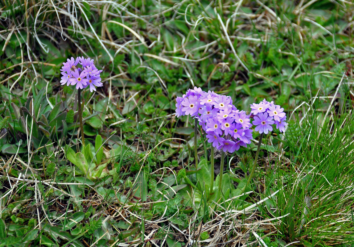 Изображение особи Primula farinosa.