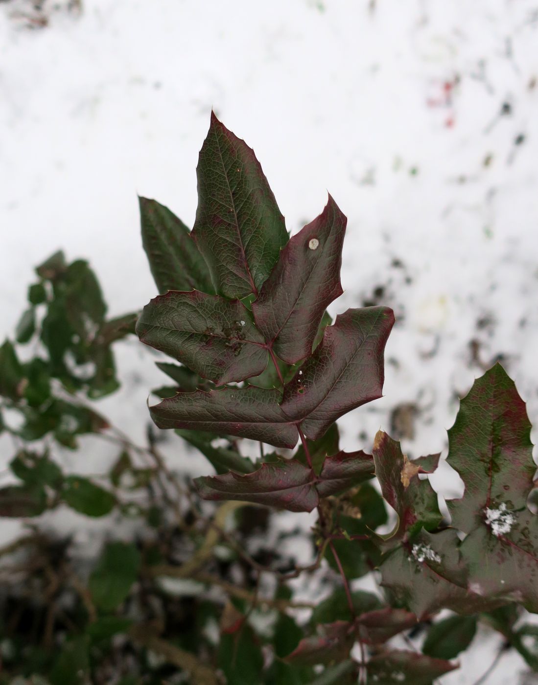 Изображение особи Mahonia aquifolium.