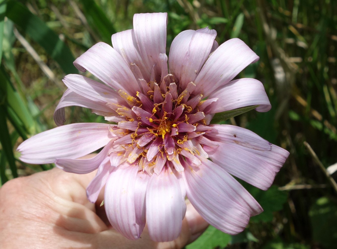 Изображение особи Tragopogon marginifolius.