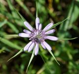 Geropogon hybridus