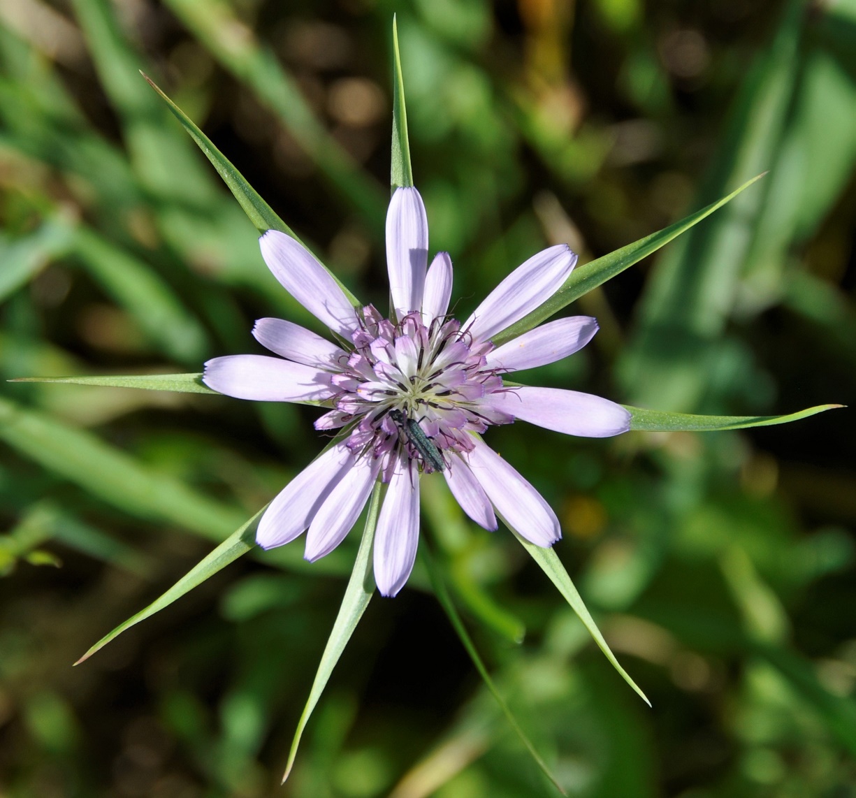 Изображение особи Geropogon hybridus.