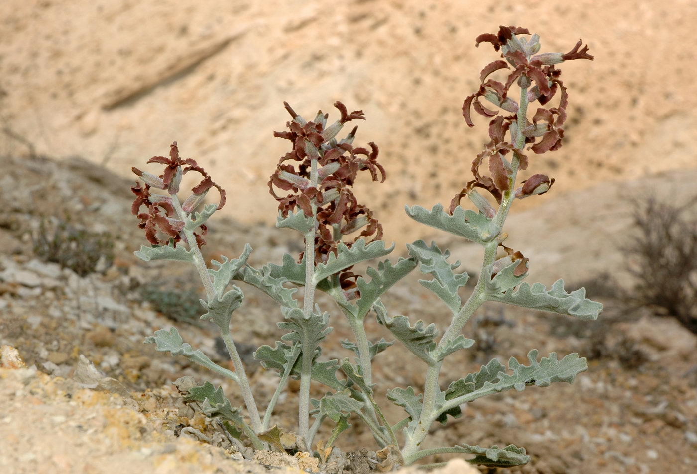 Image of Matthiola robusta specimen.