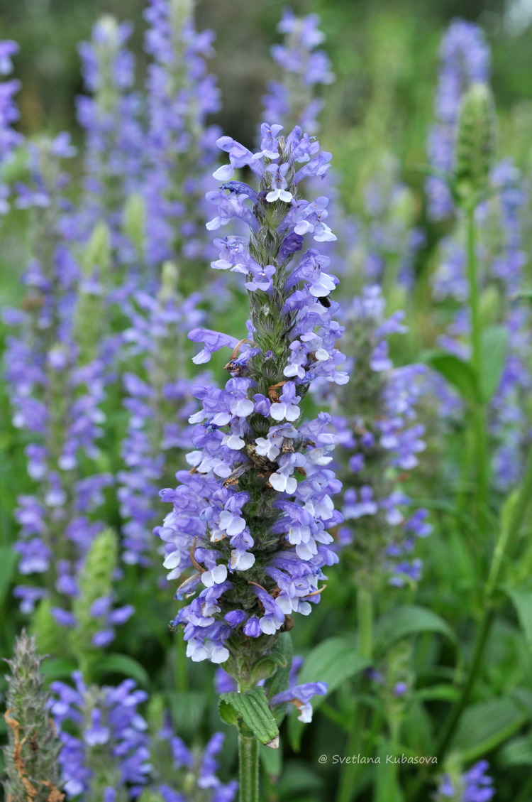 Изображение особи Nepeta nervosa.