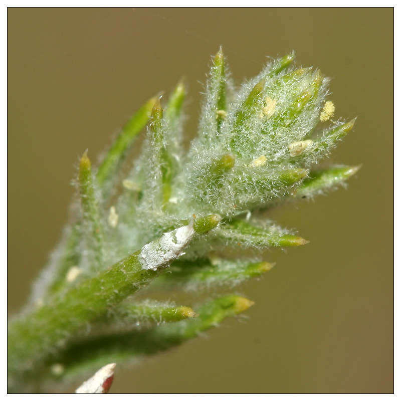 Image of Corispermum hyssopifolium specimen.