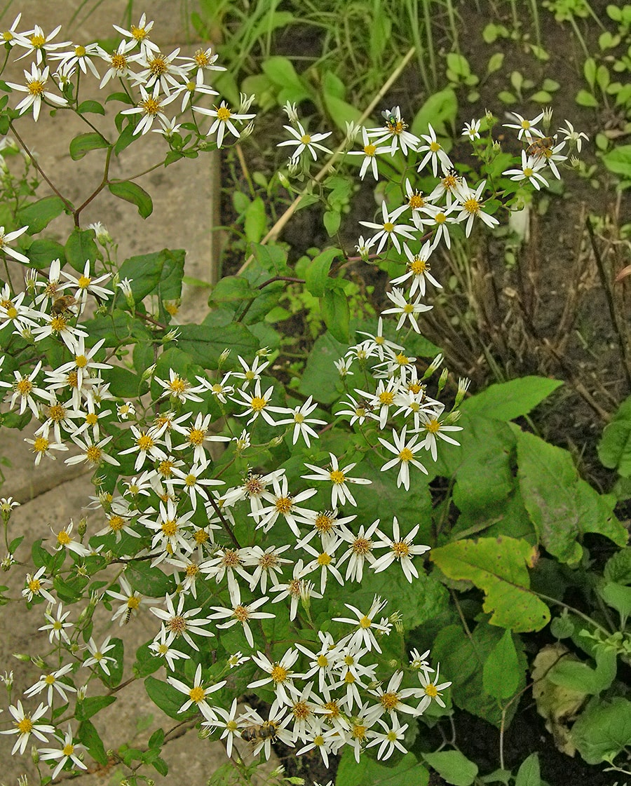 Image of Eurybia divaricata specimen.