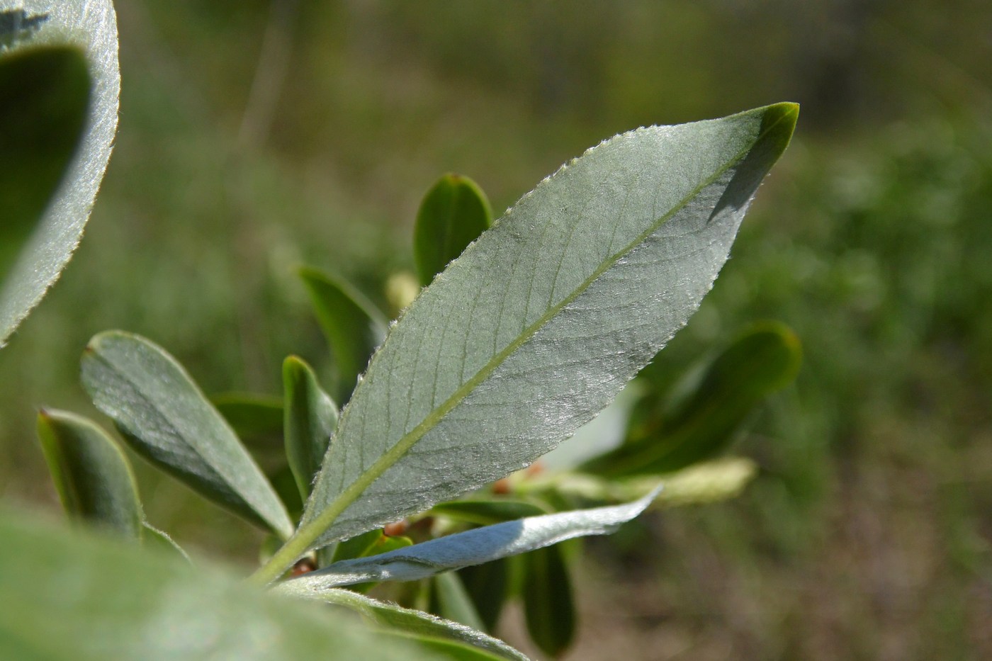 Image of Salix alba specimen.