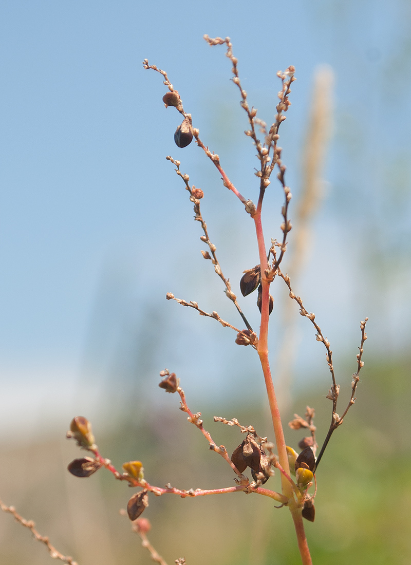 Изображение особи Aconogonon alpinum.