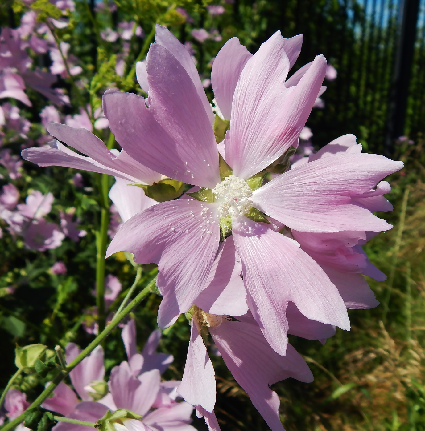 Image of Malva thuringiaca specimen.