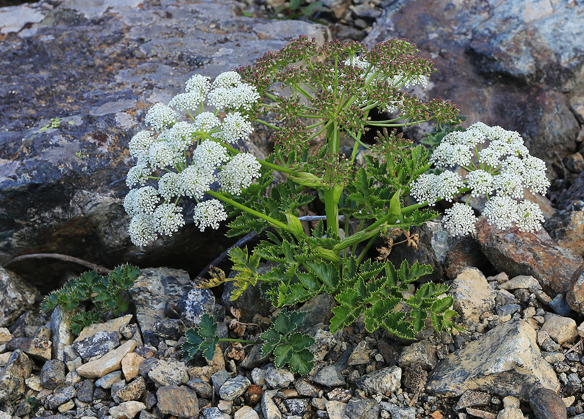 Изображение особи Kitagawia eryngiifolia.