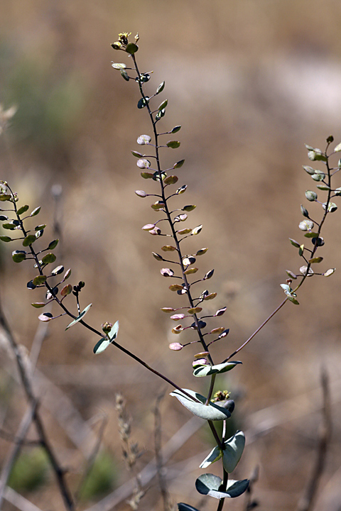 Image of Lepidium perfoliatum specimen.