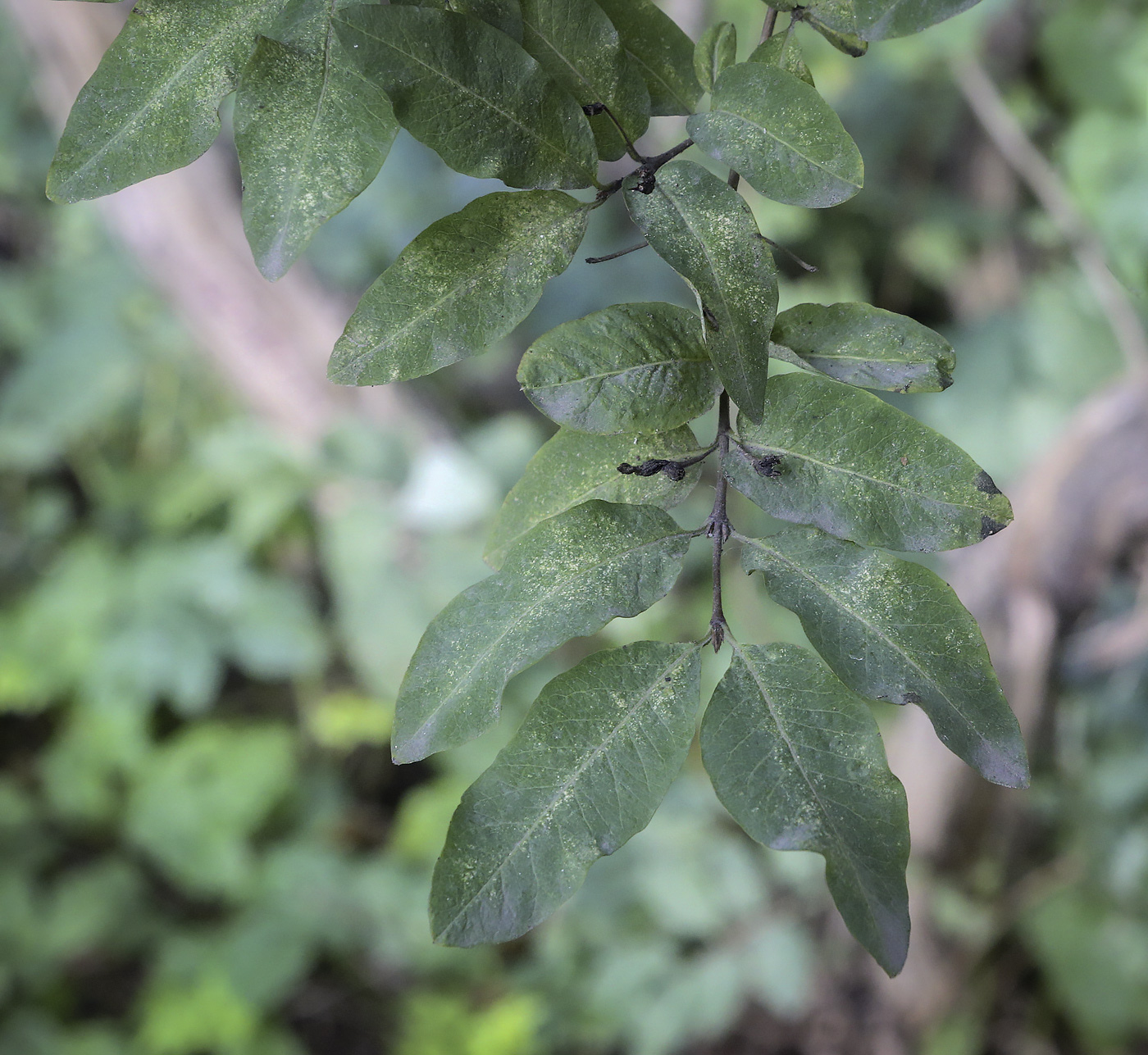 Image of Lonicera nervosa specimen.