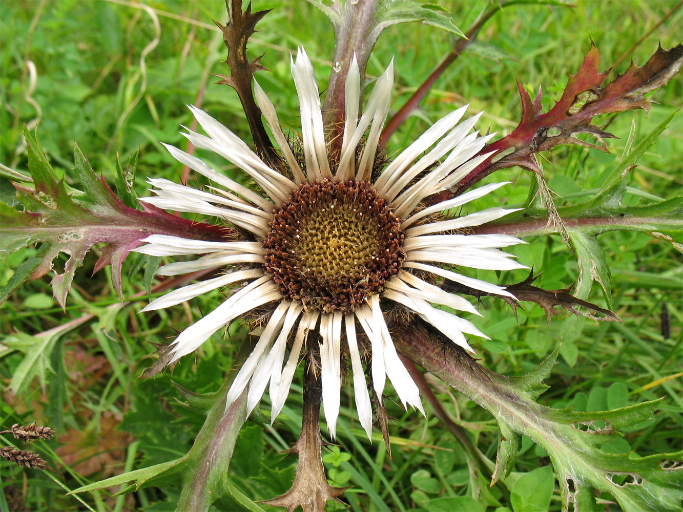 Image of Carlina cirsioides specimen.