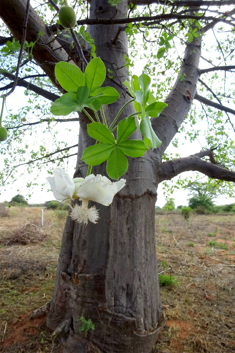 Image of Adansonia digitata specimen.