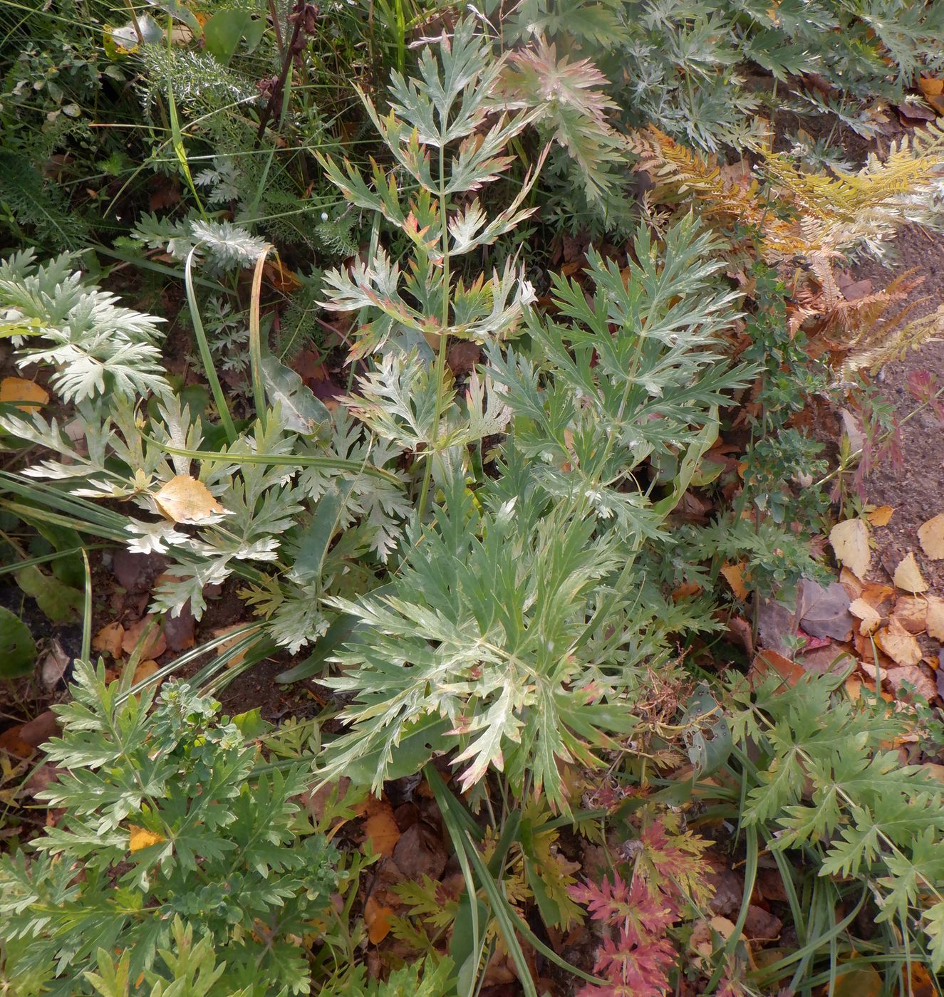 Image of Seseli libanotis specimen.