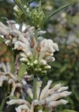 Leonotis leonurus. Часть побега с соцветиями (белоцветковая форма). Испания, автономное сообщество Каталония, провинция Жирона, комарка Баш-Эмпорда, муниципалитет Палафружель, ботанический сад \"Кап-Роч\". 24.11.2020.