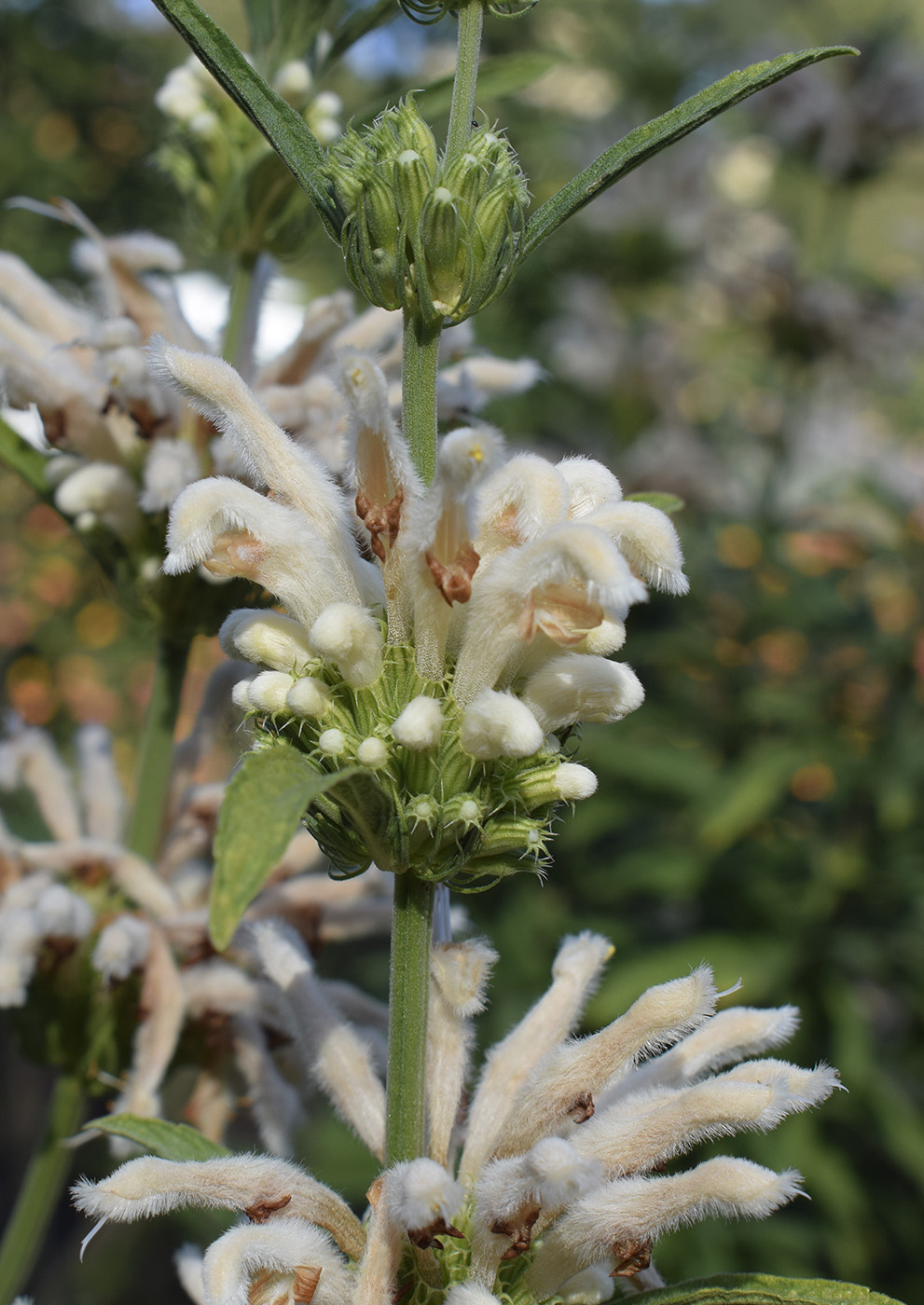 Изображение особи Leonotis leonurus.