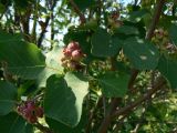 Amelanchier alnifolia. Незрелые плоды и листья. Хабаровский край, 17 км Владивостокского шоссе, дачный участок. 28.06.2014.