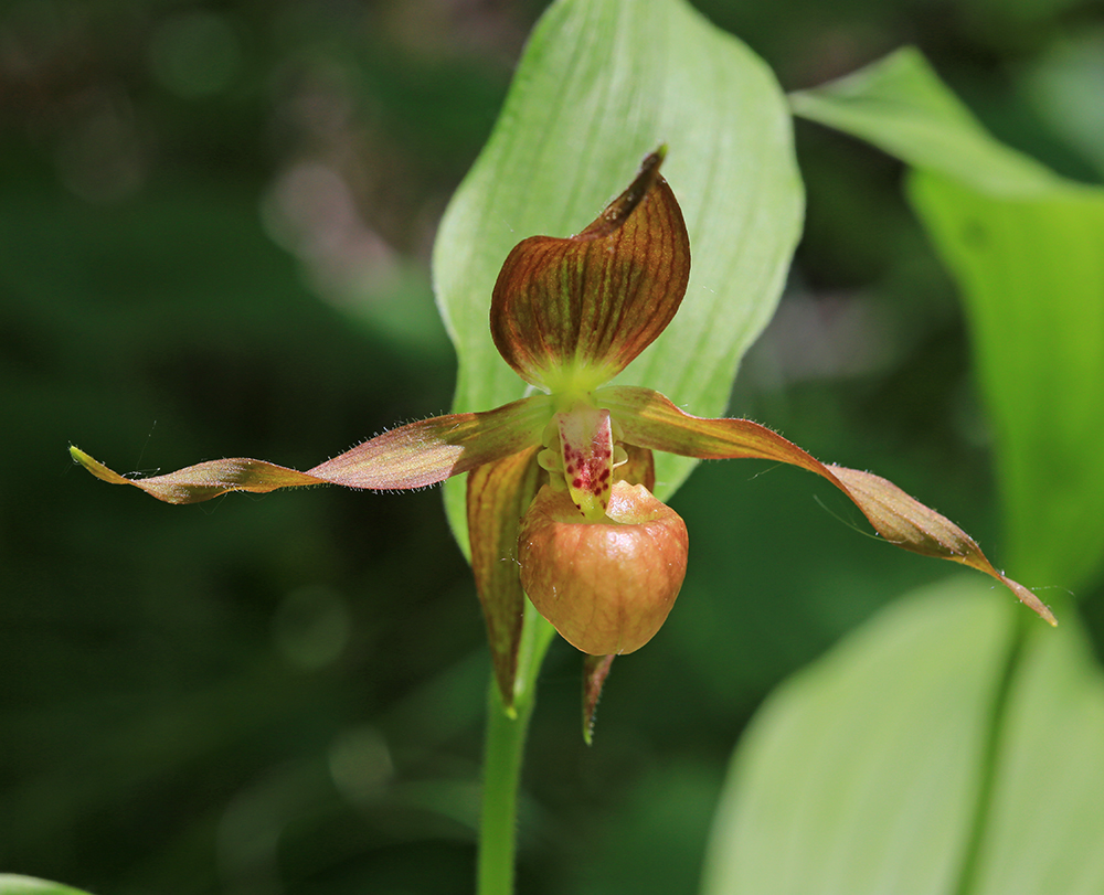 Image of Cypripedium shanxiense specimen.