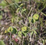 Euphorbia gmelinii