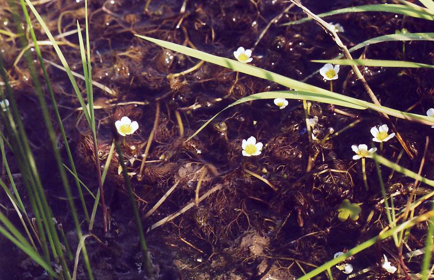 Изображение особи Ranunculus rionii.