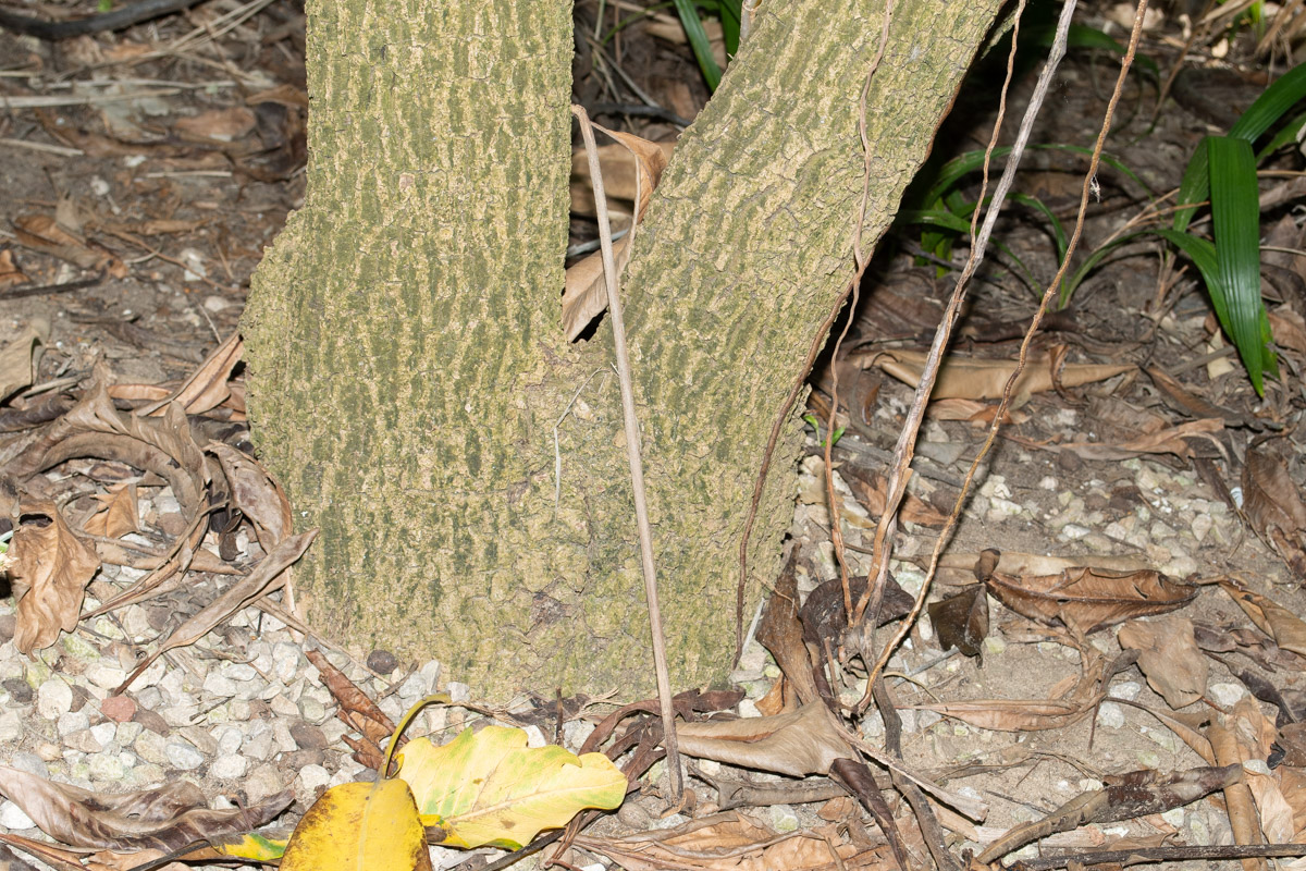 Image of Plerandra elegantissima specimen.