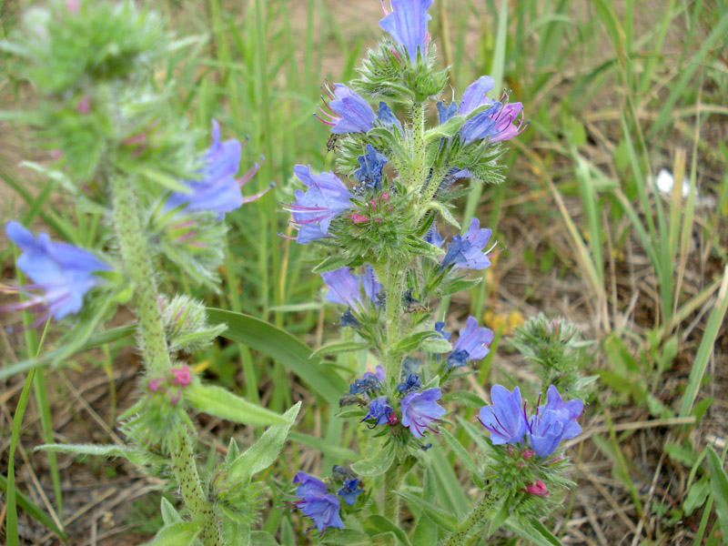 Изображение особи Echium vulgare.