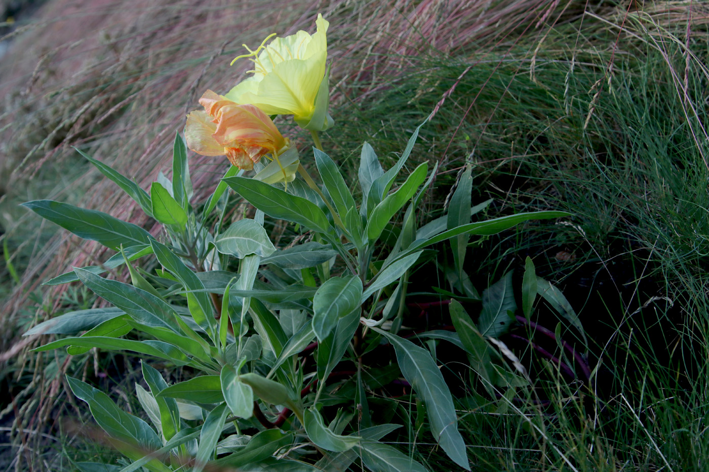 Image of Oenothera macrocarpa specimen.