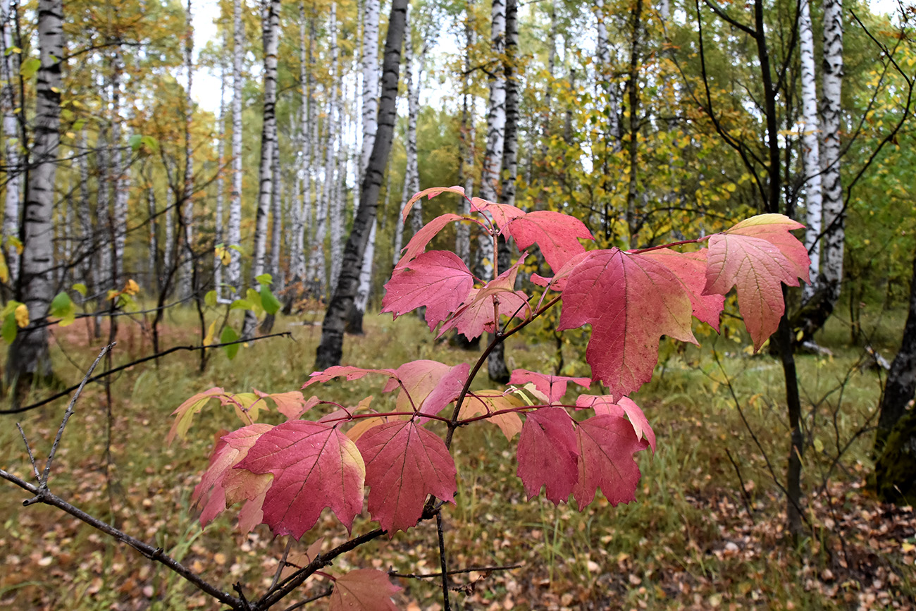 Изображение особи Viburnum opulus.