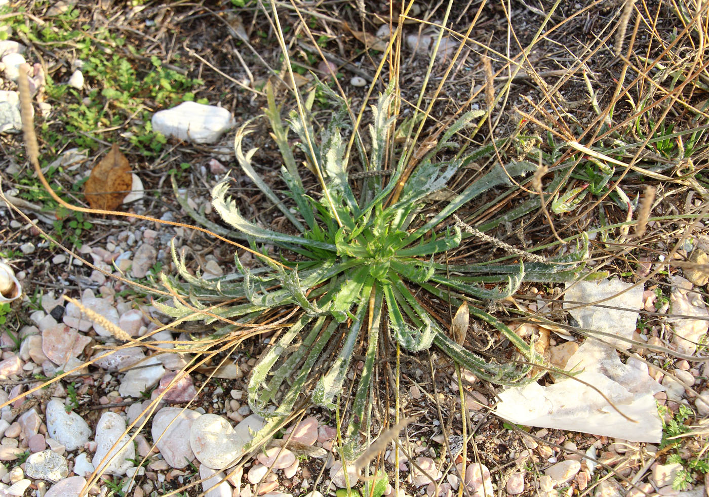 Изображение особи Plantago coronopus.