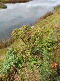 Archangelica officinalis. Плодоносящее растение на олуговелом склоне. Норвегия, Ulvik, Finse, выс. 1222 м н.у.м., горная тундра. 14.09.2010.