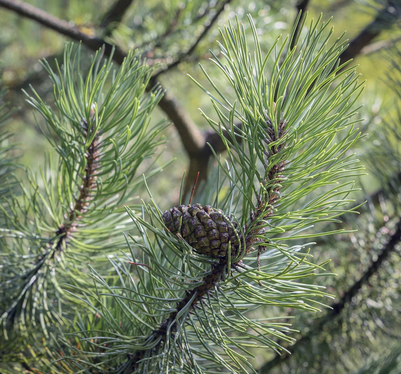 Изображение особи Pinus uncinata.