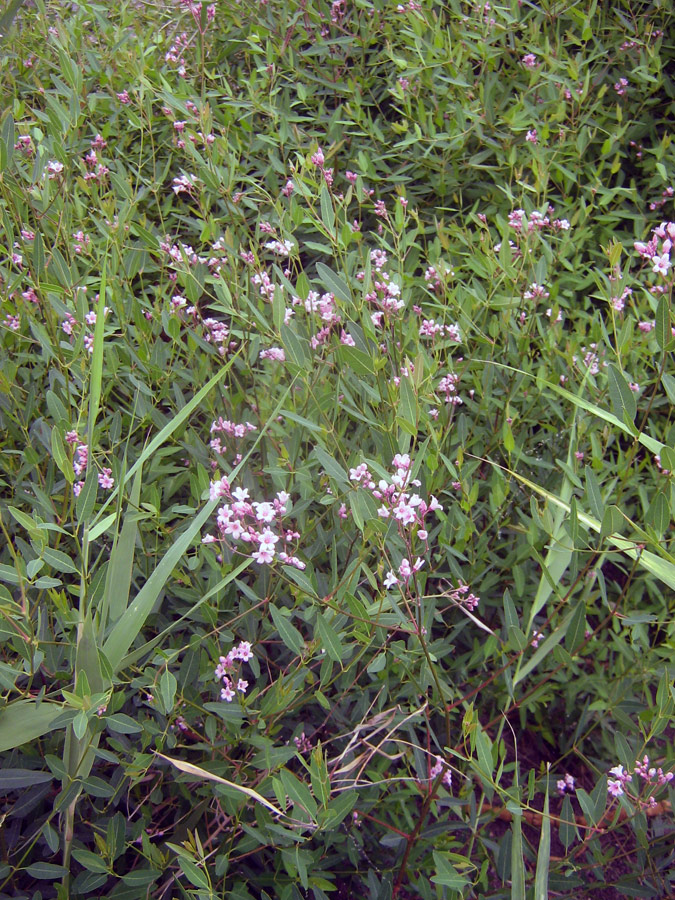 Image of Trachomitum lancifolium specimen.