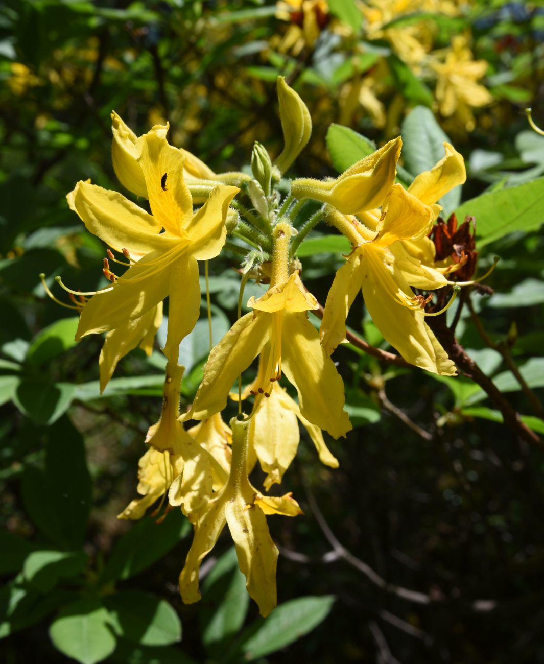 Image of Rhododendron luteum specimen.