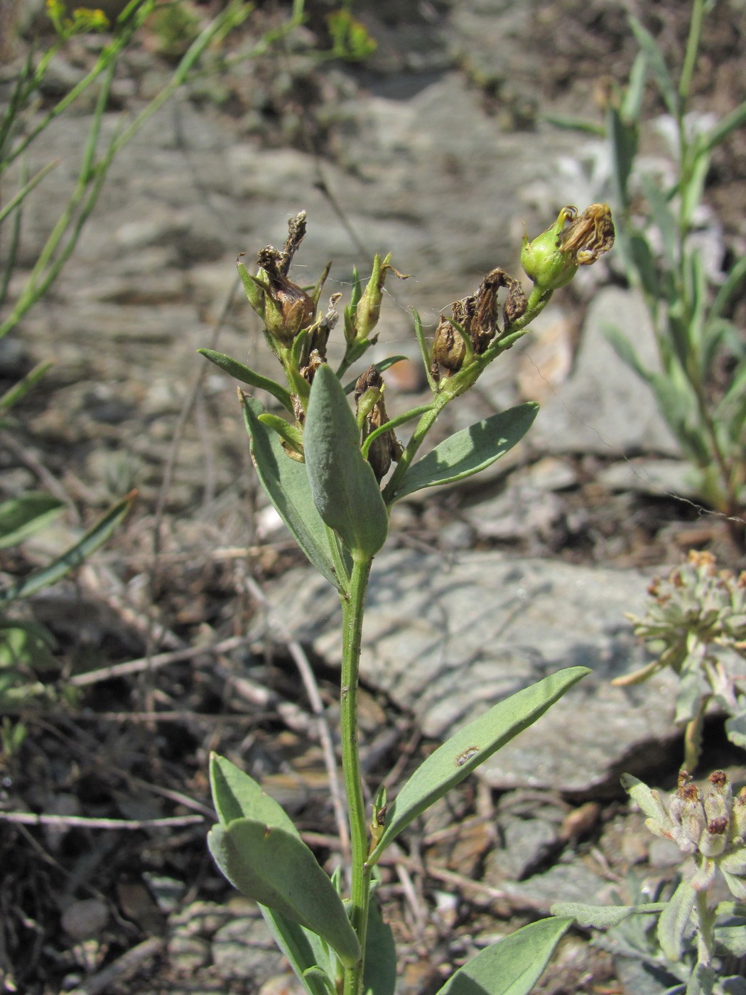 Image of Linum alexeenkoanum specimen.