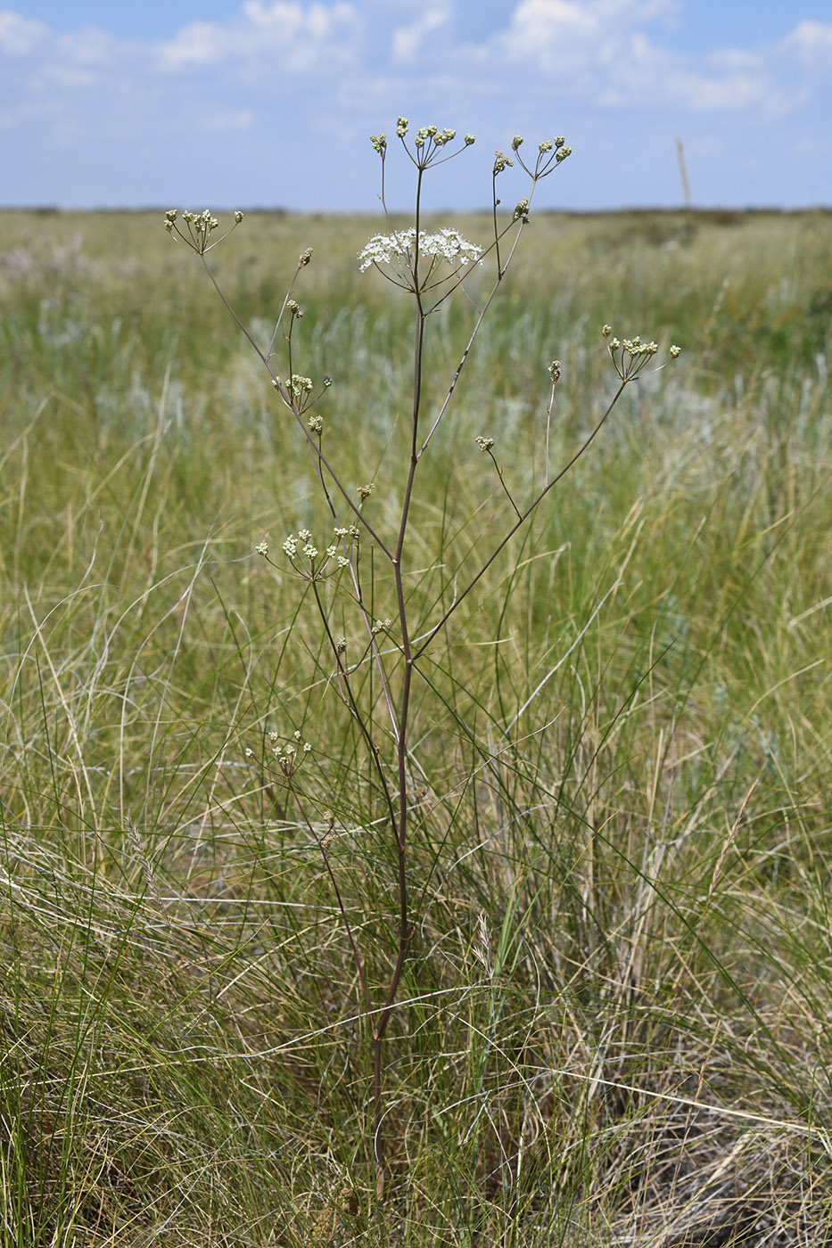 Image of Palimbia turgaica specimen.