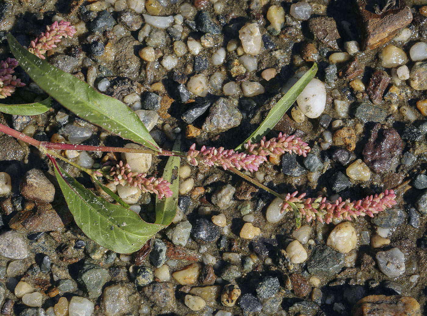 Image of Persicaria lapathifolia specimen.