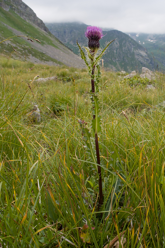 Изображение особи Cirsium simplex.