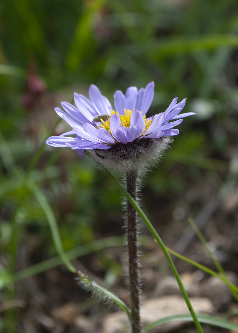 Изображение особи Erigeron thunbergii.