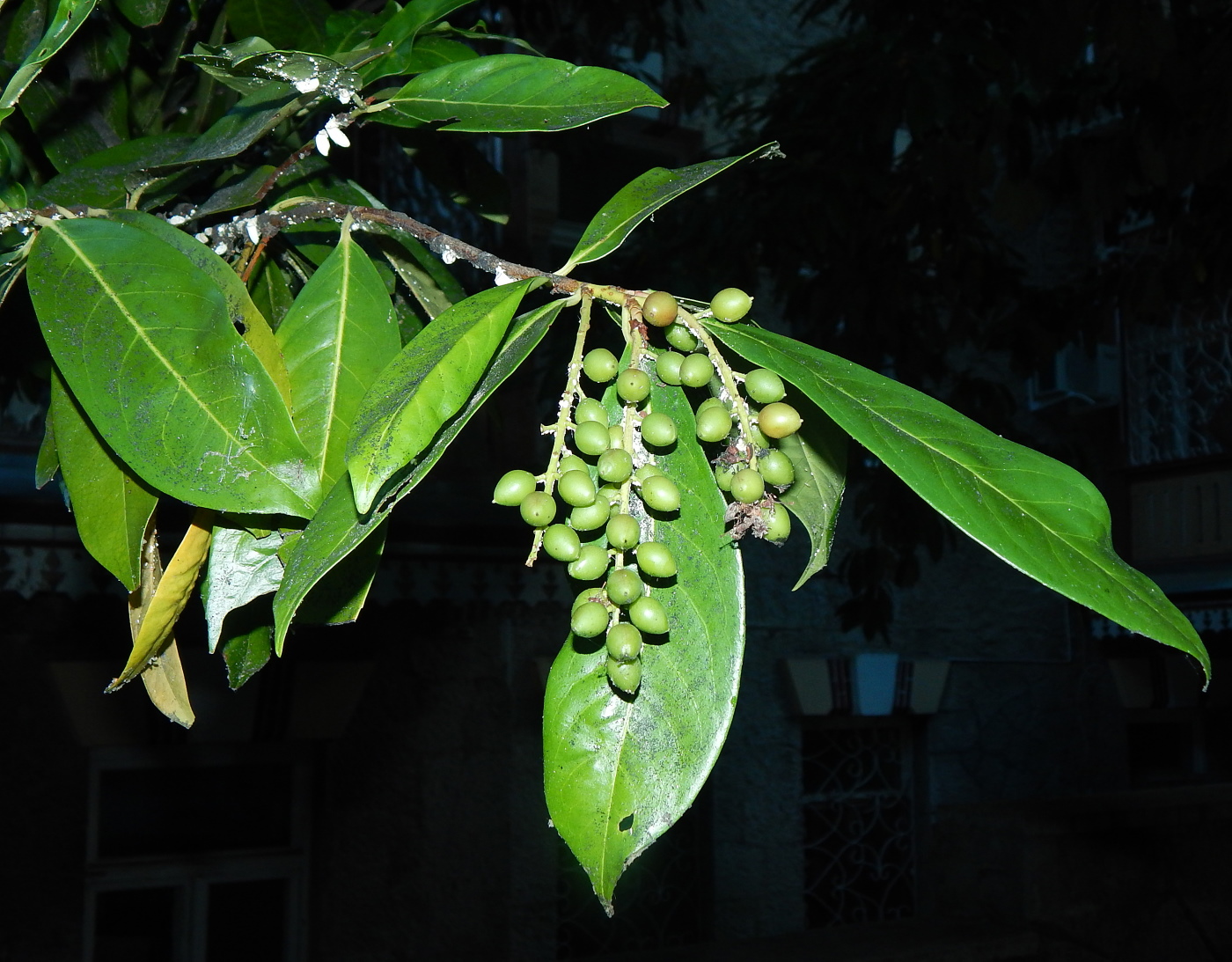 Изображение особи Lauro-cerasus officinalis.