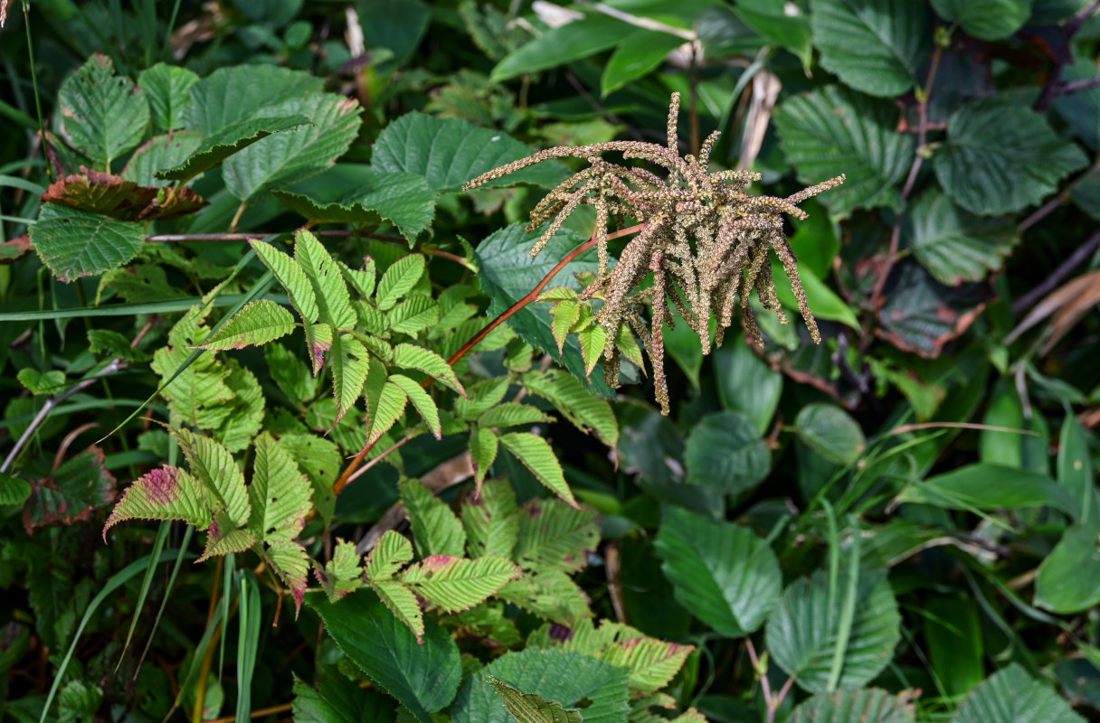 Изображение особи Aruncus dioicus.