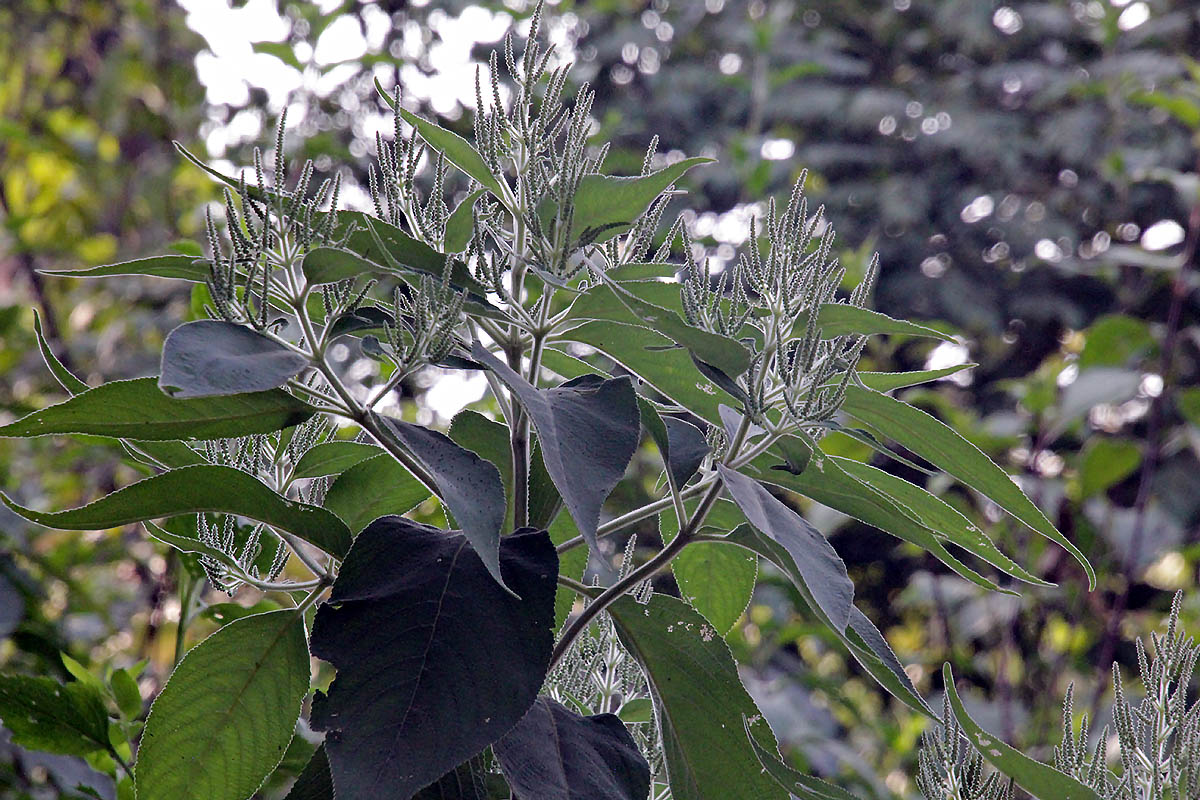 Image of Colebrookea oppositifolia specimen.