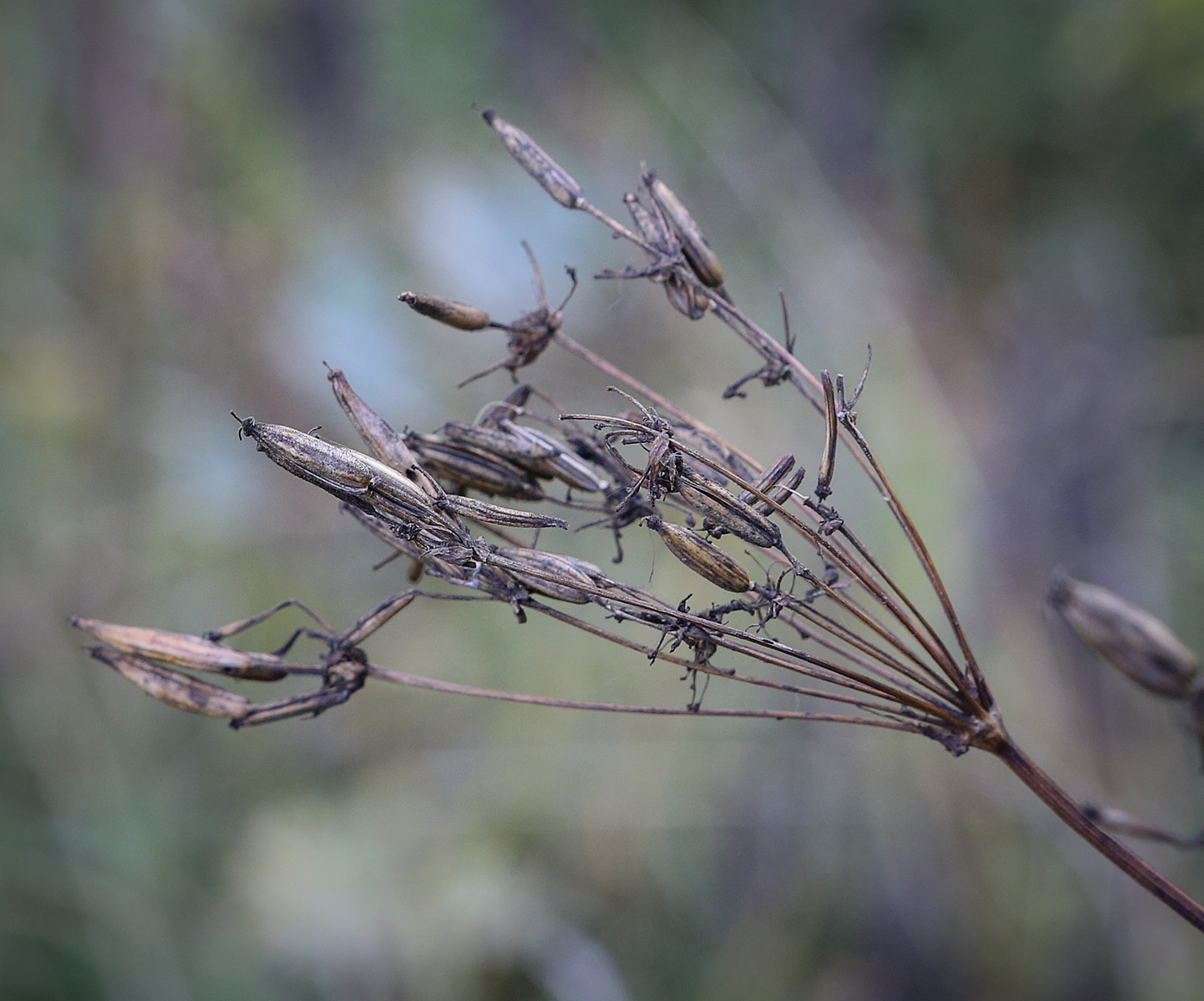 Image of Chaerophyllum aureum specimen.