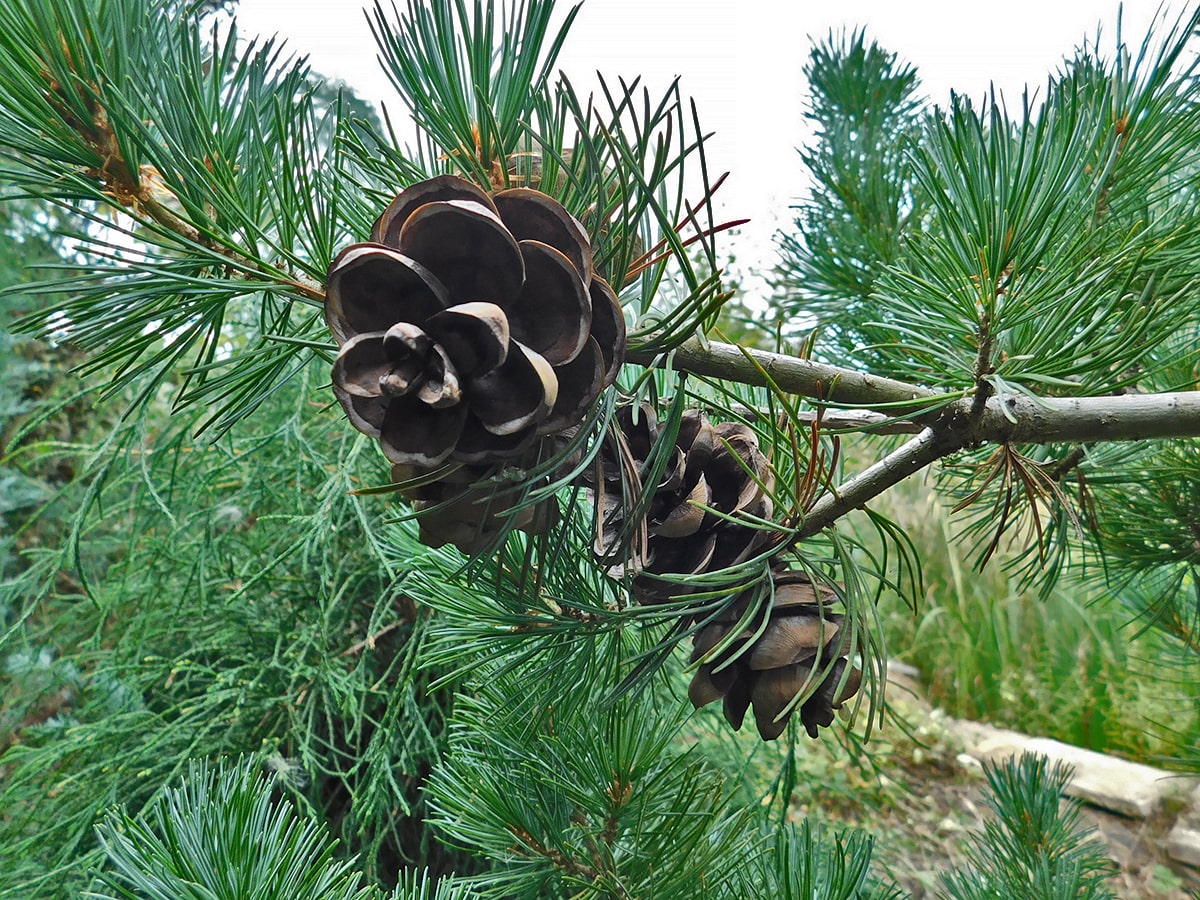 Изображение особи Pinus parviflora.