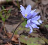 Hepatica nobilis. Цветки, аномально сдвоенные на верхушке побега. Ленинградская обл., Гатчинский р-н, ж. д. ст. Дудергоф, в широколиственном лесу. 29.04.2023.