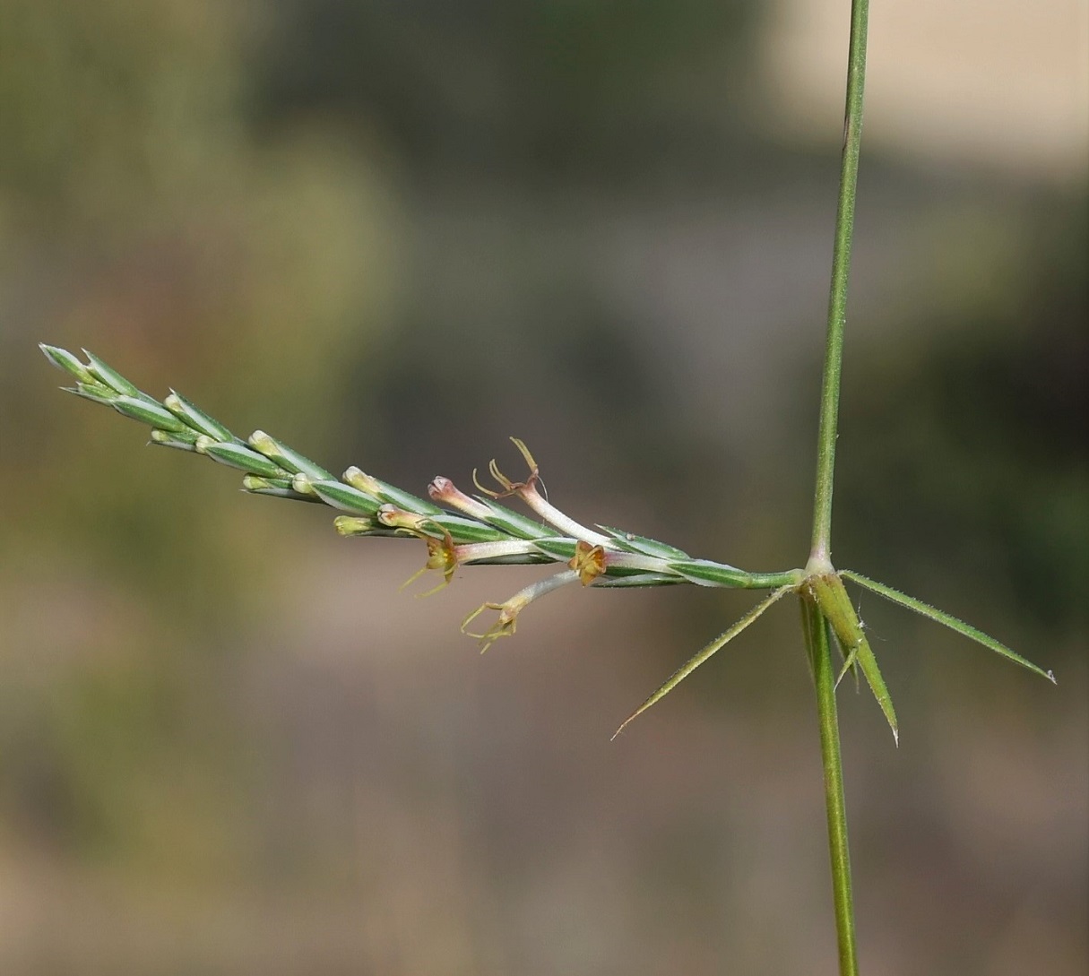 Image of Crucianella imbricata specimen.